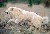 DOG 01 AB0028 01
Great Pyrenees Running Through Grass