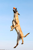 DOG 01 AC0016 01
Belgian Malinois Jumping To Catch Ball