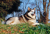 DOG 01 CB0002 01
Alaskan Malamute Resting On Grass And Autumn Leaves