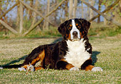 DOG 01 CB0003 01
Bernese Mountain Dog Laying On Grass By Fence