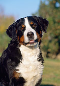 DOG 01 CB0006 01
Portrait Of Bernese Mountain Dog Sitting On Grass