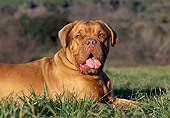DOG 01 CB0007 01
Portrait Of Dogue De Bordeaux Resting On Grass