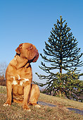 DOG 01 CB0008 01
Dogue De Bordeaux Sitting On Grassy Hillside