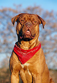 DOG 01 CB0009 01
Portrait Of Dogue De Bordeaux Wearing Red Handkerchief