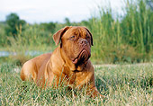 DOG 01 CB0010 01
Dogue De Bordeaux Laying In Meadow Near Pond