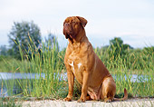 DOG 01 CB0012 01
Dogue De Bordeaux Sitting On Sand By Pond