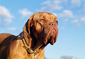 DOG 01 CB0014 01
Close-Up Of Dogue De Bordeaux