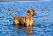 DOG 01 CB0015 01
Dogue De Bordeaux Standing In Water