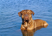 DOG 01 CB0016 01
Dogue De Bordeaux Standing In Water
