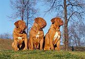 DOG 01 CB0017 01
Three Dogue De Bordeauxs Sitting On Grass