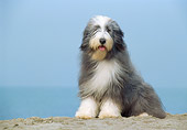 DOG 01 CB0018 01
Bearded Collie Sitting On Sand