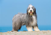 DOG 01 CB0019 01
Bearded Collie Standing On Sand