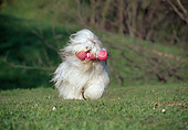 DOG 01 CB0020 01
Bearded Collie Fetching Toy On Field