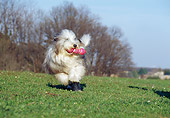 DOG 01 CB0021 01
Bearded Collie Fetching Toy On Field