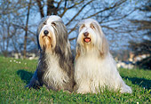 DOG 01 CB0022 01
Two Bearded Collies Sitting On Grass