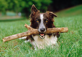 DOG 01 CB0023 01
Border Collie Laying On Grass With Stick In Mouth