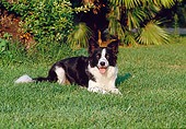 DOG 01 CB0025 01
Border Collie Laying On Grass