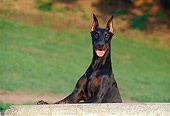 DOG 01 CB0030 01
Doberman Pinscher Leaning On Cement Wall By Field