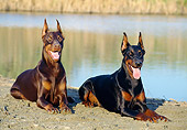 DOG 01 CB0039 01
Two Doberman Pinschers Laying On Sand By Lake