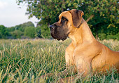 DOG 01 CB0042 01
Close-Up Of Great Dane Laying In Meadow