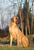 DOG 01 CB0044 01
Great Dane With Natural Ears Sitting On Grass