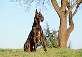 DOG 01 CB0048 01
Great Dane Sitting On Grass