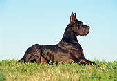 DOG 01 CB0049 01
Great Dane Laying On Grass