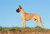 DOG 01 CB0050 01
Great Dane Standing On Grass Profile