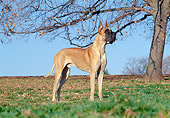 DOG 01 CB0051 01
Great Dane Standing On Grass By Tree In Autumn