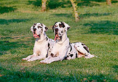 DOG 01 CB0055 01
Two Great Danes With Natural Ears Laying On Grass