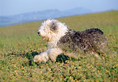 DOG 01 CB0056 01
Old English Sheepdog Running Through Meadow