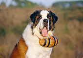 DOG 01 CB0057 01
Close-Up Of Saint Bernard With Barrel Collar On Neck