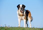 DOG 01 CB0058 01
Saint Bernard Standing On Grass With Barrel Collar On Neck