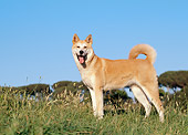 DOG 01 CB0061 01
Akita Standing In Meadow Profile