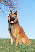 DOG 01 CB0062 01
Tervuren Belgian Shepherd Sitting On Grass
