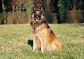 DOG 01 CB0063 01
Tervuren Belgian Shepherd Sitting On Grass