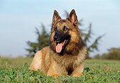 DOG 01 CB0064 01
Tervuren Belgian Shepherd Laying On Grass