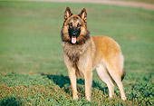 DOG 01 CB0065 01
Tervuren Belgian Shepherd Standing On Grass