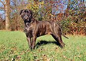 DOG 01 CB0068 01
Bullmastiff Standing On Grass And Fallen Leaves
