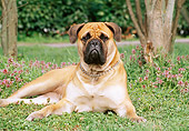 DOG 01 CB0069 01
Bullmastiff Laying On Grass By Wildflowers