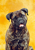 DOG 01 CB0070 01
Bullmastiff Sitting In Orange Studio