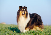 DOG 01 CB0075 01
Portrait Of Collie Walking Through Field