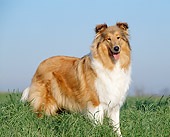 DOG 01 CB0076 01
Collie Standing In Field By Owner's Legs