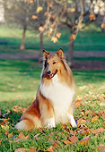 DOG 01 CB0078 01
Collie Sitting In Grass And Fallen Leaves