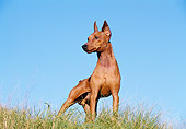 DOG 01 CB0081 01
Pinscher Standing On Grass Against Blue Sky
