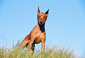 DOG 01 CB0082 01
Pinscher Standing On Grass Against Blue Sky