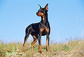 DOG 01 CB0083 01
Pinscher Standing On Grass Against Blue Sky