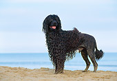 DOG 01 CB0085 01
Portuguese Water Dog Standing On Beach