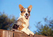 DOG 01 CB0087 01
Cardigan Welsh Corgi Leaning Over Wooden Fence