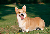 DOG 01 CB0091 01
Welsh Corgi Standing In Grass And Fallen Leaves